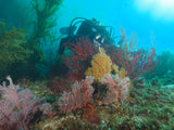 SoCal Diver- West Catalina- (Advanced divers and above)-April 26, 2024