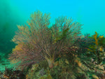 Giant Stride-Palos Verdes Outer Reefs-May 23, 2021-(Experienced OW divers and above) - Channel Islands Dive Adventures