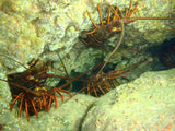 DV Triton-Ventura County Coastal Deep Hole-Lobster Trip-Sept. 28, 2024-(Advanced divers or above)
