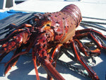 SoCal Diver-Palos Verdes Lobster trip -Sept. 30, 2024-(Advanced divers and above)