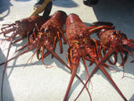 SoCal Diver-Palos Verdes Lobster trip -Sept. 30, 2024-(Advanced divers and above)