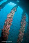 Giant Stride- The Olympic Wreck & Oil Rigs- (Advanced divers and above)- Sunday, Sept. 26, 2021 - Channel Islands Dive Adventures