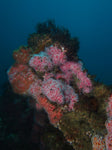 Giant Stride-Izor’s Reef & Wrecks-Nov. 27, 2021 (Experienced Advanced Deep divers) - Channel Islands Dive Adventures