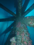 Giant Stride- Oil Rigs- (Advanced divers and above)- Sunday, April 18, 2021 - Channel Islands Dive Adventures