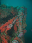 Spectre Dive Boat-Santa Cruz Island, Spirit of America Wreck-Dec. 13, 2021-(Advanced divers and above) - Channel Islands Dive Adventures