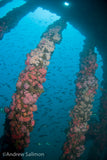 Giant Stride- The Olympic Wreck & Oil Rigs- (Advanced divers and above)- Sunday, Sept. 26, 2021 - Channel Islands Dive Adventures